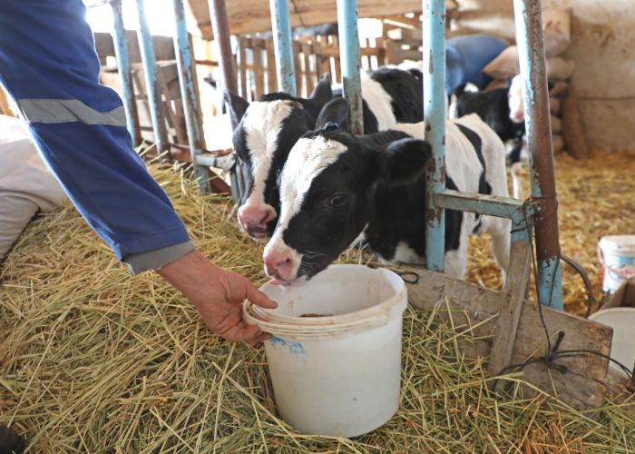 Büyükşehir üreticilere süt yemi desteğine başladı 