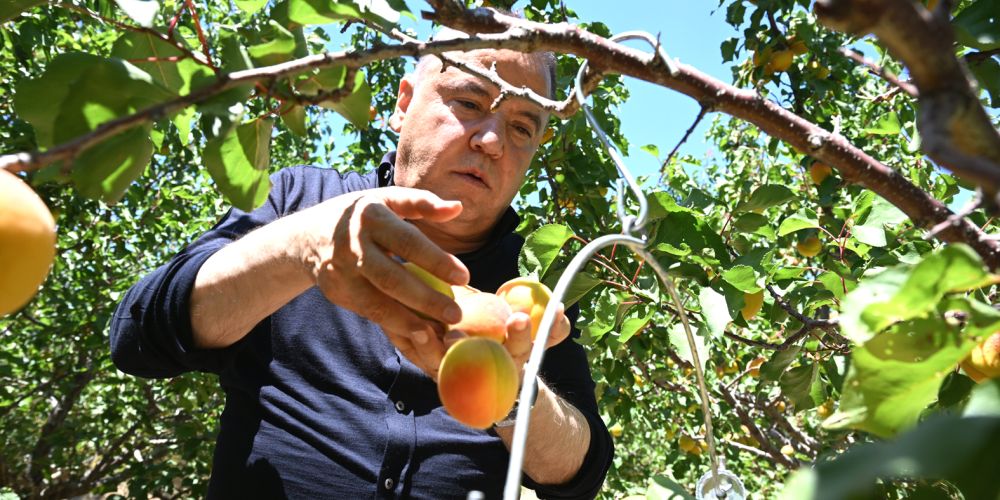 Büyükşehir Belediyesi’nden tarıma büyük destek 