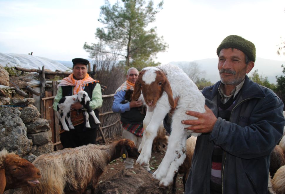 Muratpaşa Belediye Başkanı Av. Ümit Uysal;  “Ormanları korumanın yolu kıl keçilerinden geçer”   