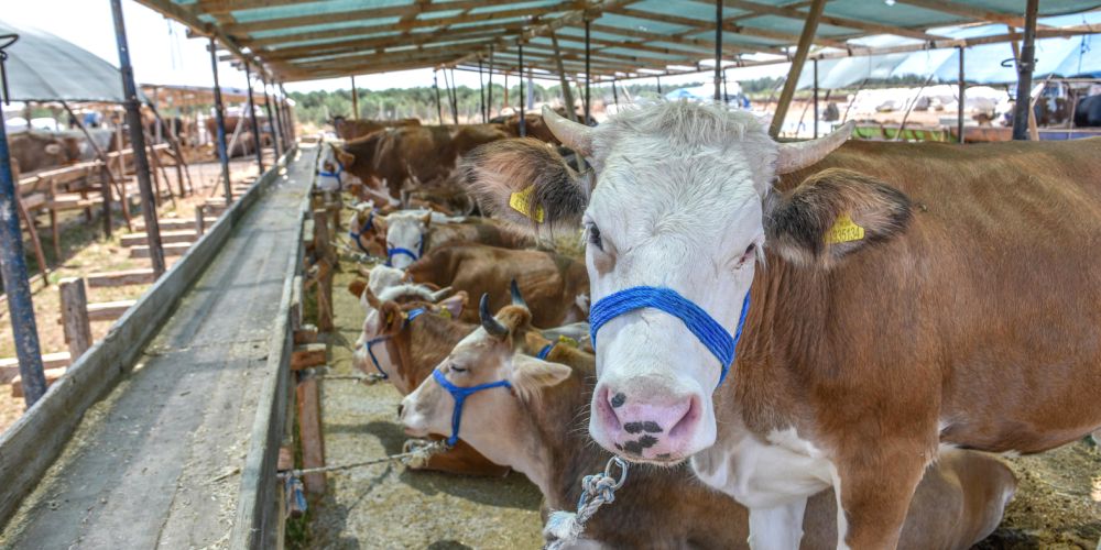 Kurban satışları başladı