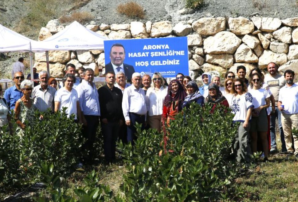 Antalya’da Aronya hasadı başladı